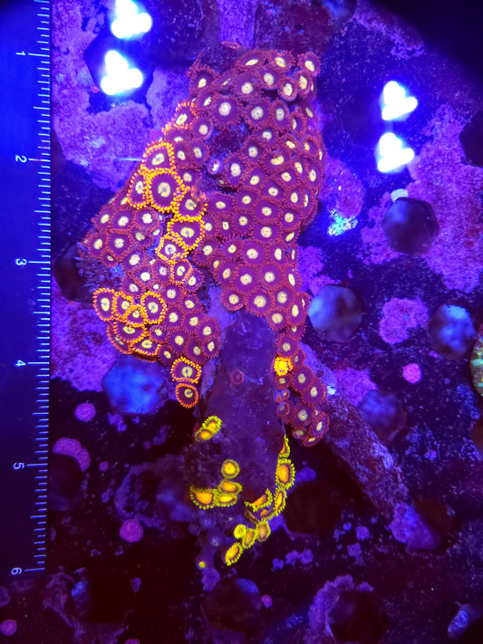 Large Mix Zoa Rock