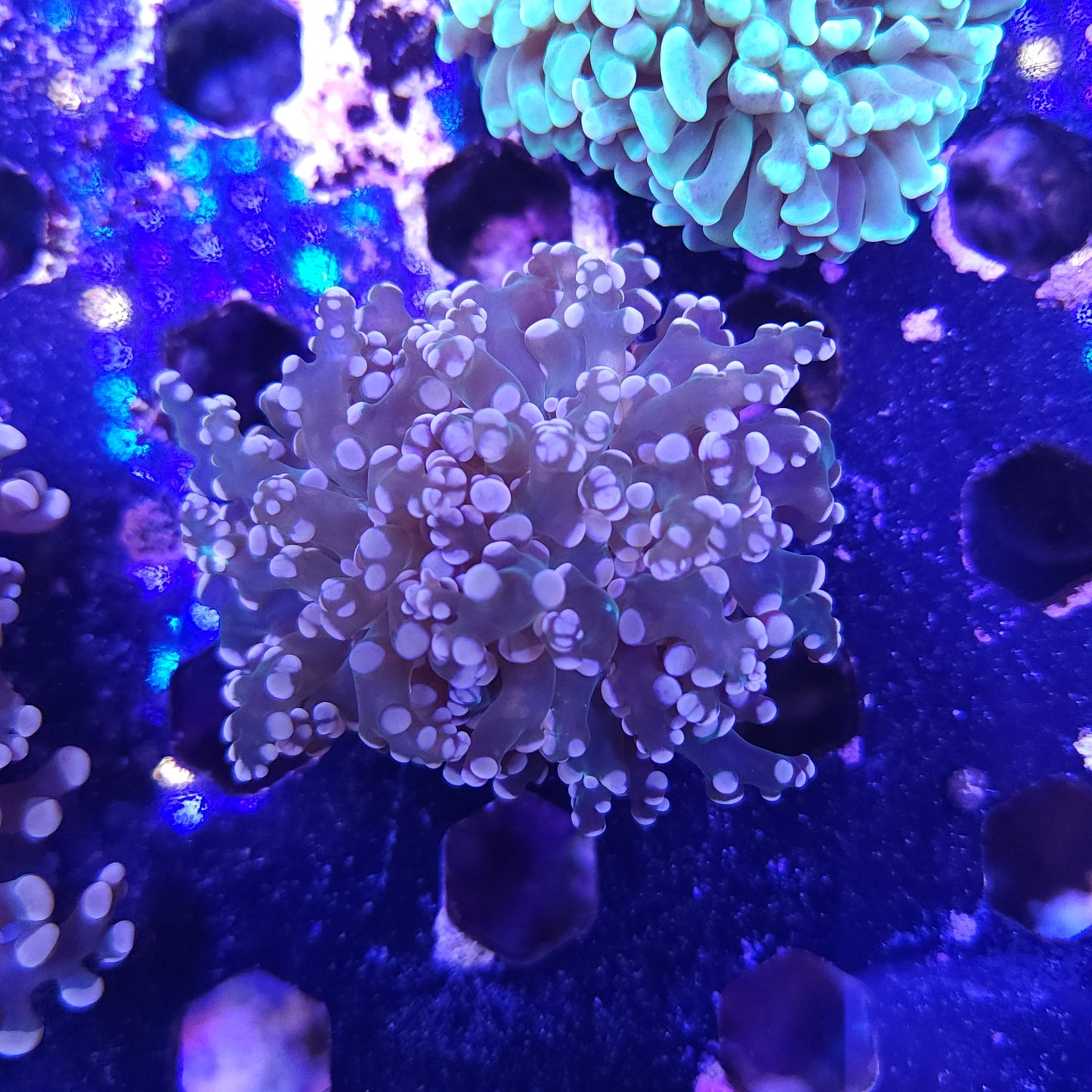 Pink and Purple Frogspawn