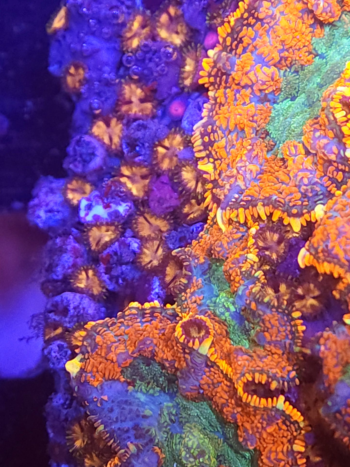 Crazy Mushroom and Zoa Rock