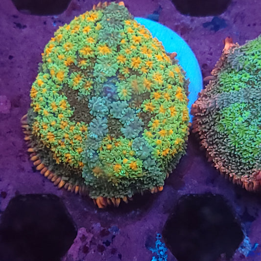 Rainbow Frank Mushroom