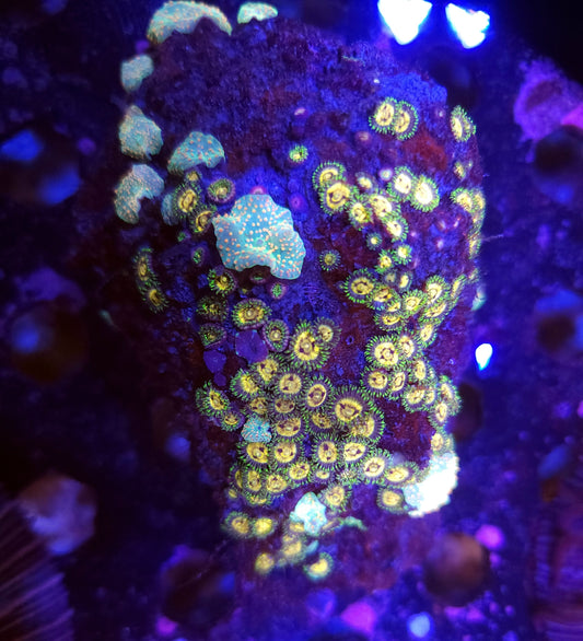 Crazy Ultra Mix Zoa and Mushroom Rock