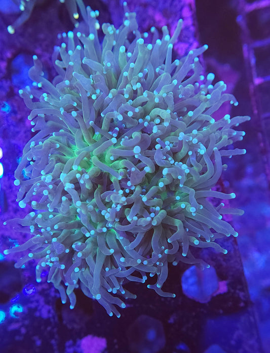 Green Center Blue Tip Torch Colony 5 Heads