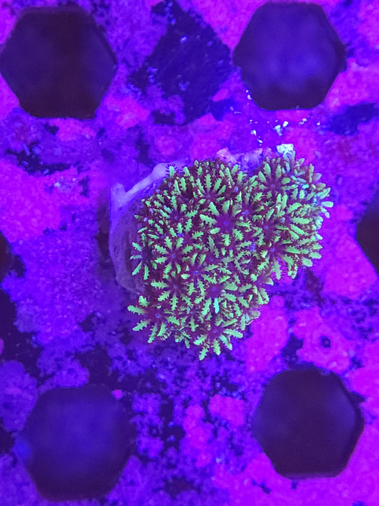 Blue Green Sympodium Coral