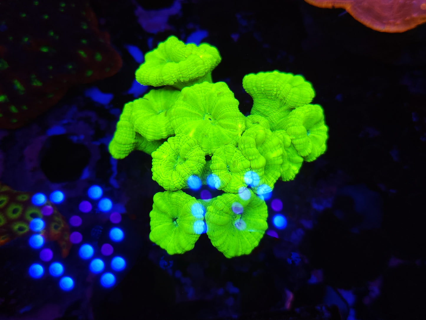 Crazy Bright Toxic Candy Cane Colony
