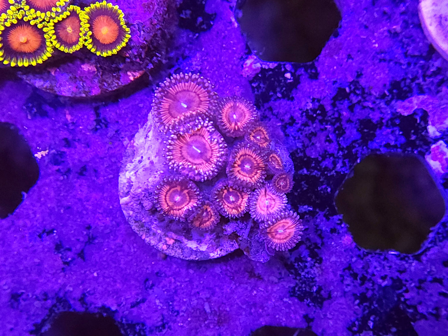 Pink Zoa Frag