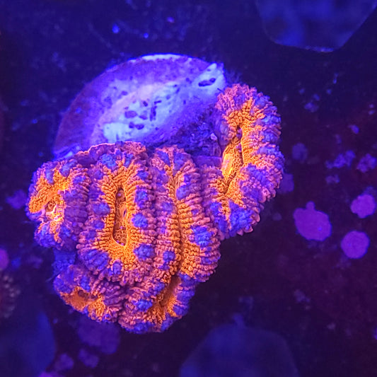 Pink and Orange Acan