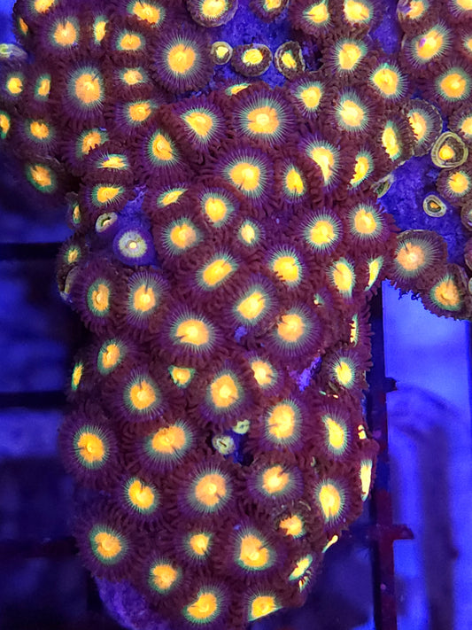 Gorilla Nipples Zoa Colony Rock