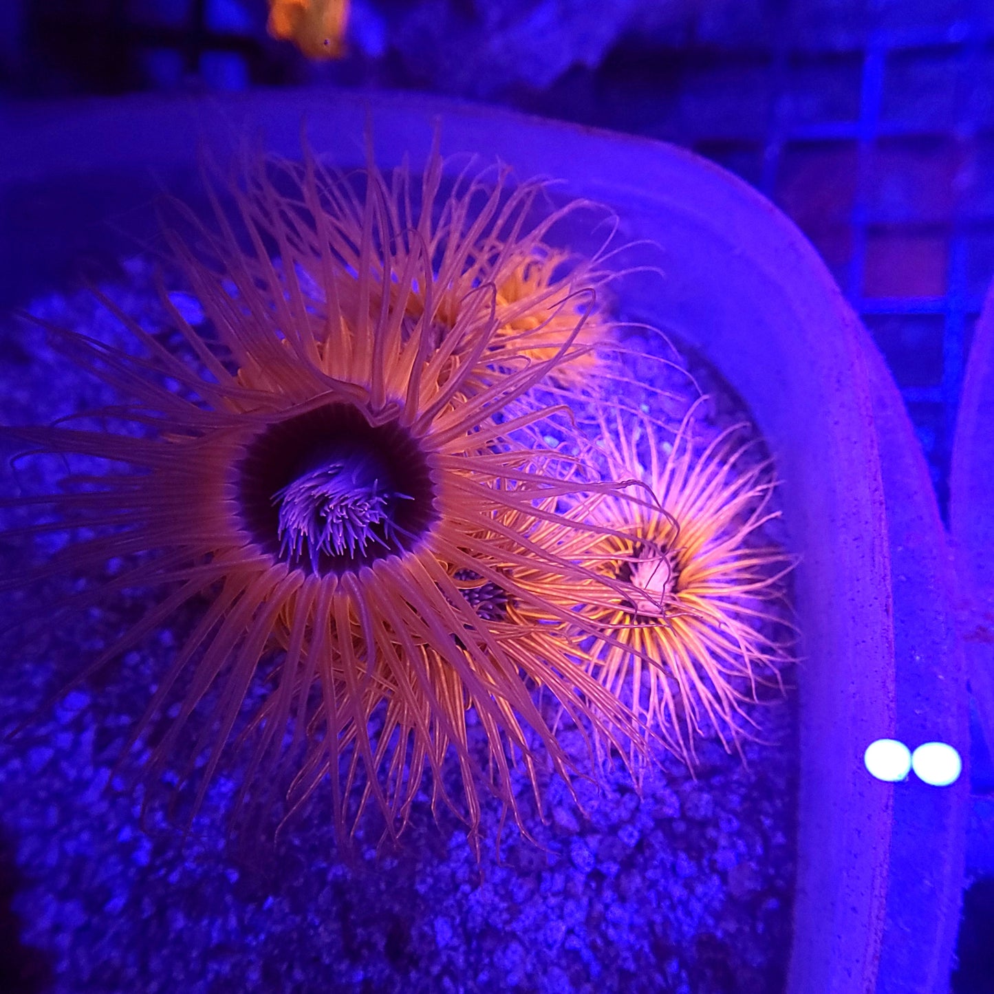 Neon Orange Tube Anemone