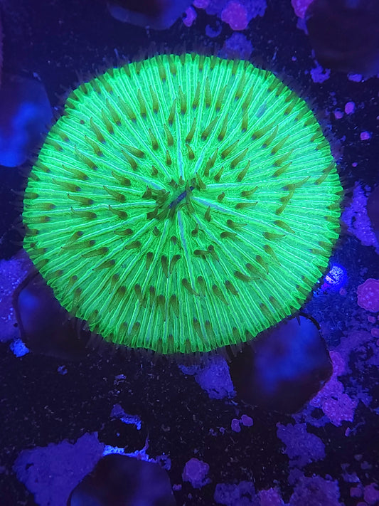 Toxic Plate Coral