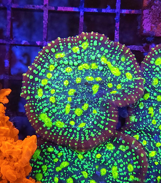 Poisen Cocktail Chalice Large Frag