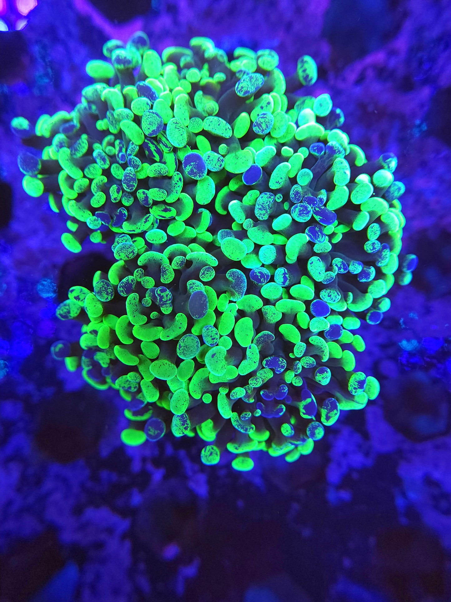 Ultra Toxic Splatter Branching Hammer Colony (Video in pics)