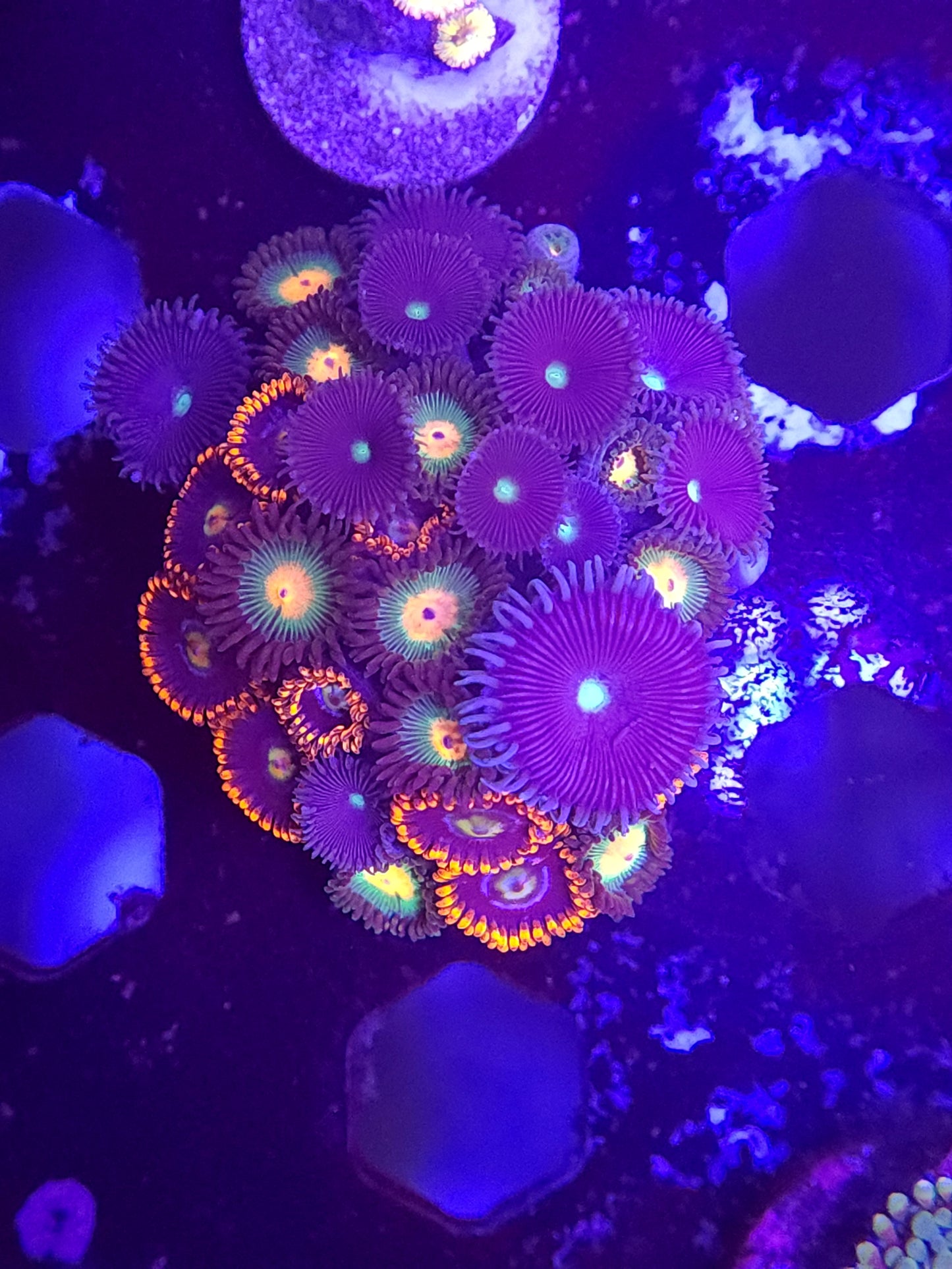 Mix Zoa Garden