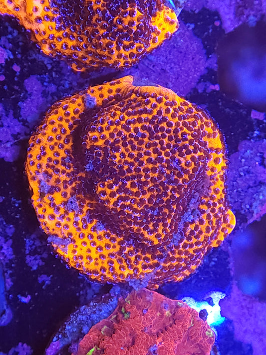 Mystic Sunset Montipora