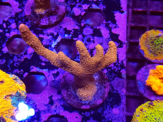 Red Montipora Digitata Large Frag