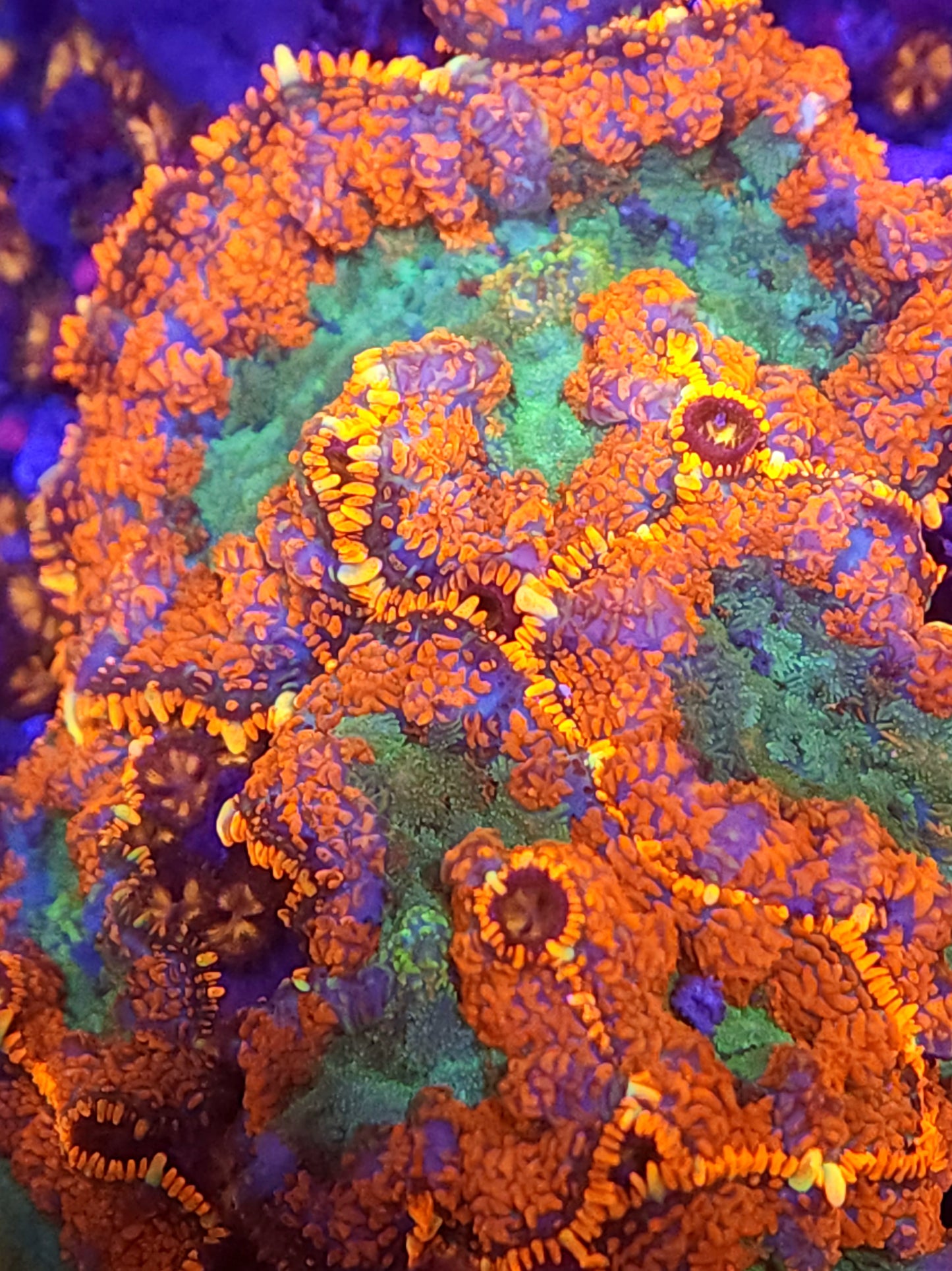 Crazy Mushroom and Zoa Rock