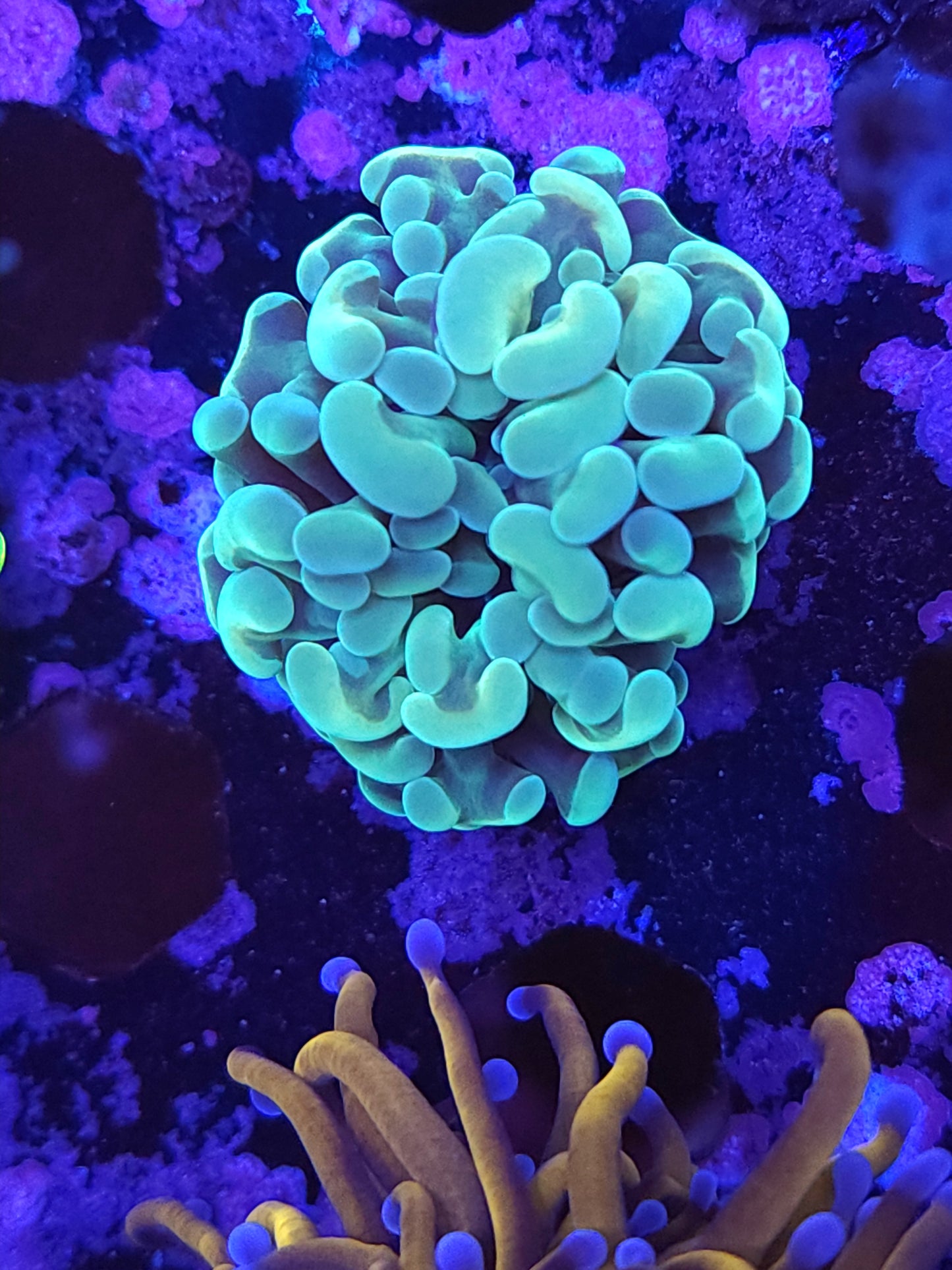 Aqua Gold Hammer