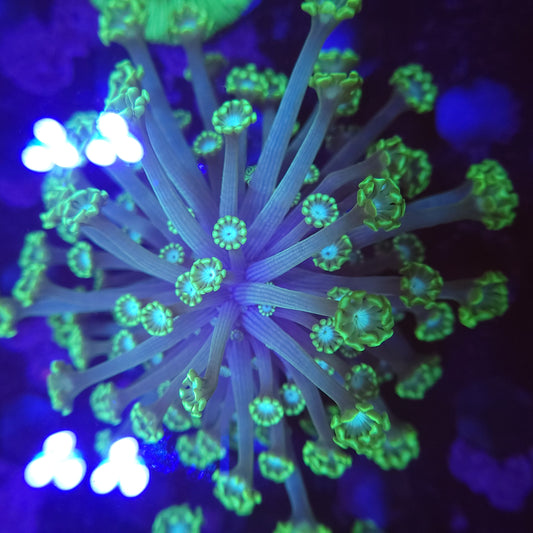 Neon Green Alveopora Colony