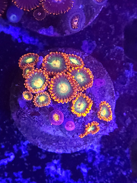 Emerald Eye Zoas