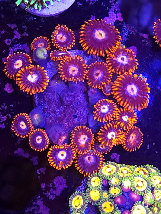 Fire and nice Zoa