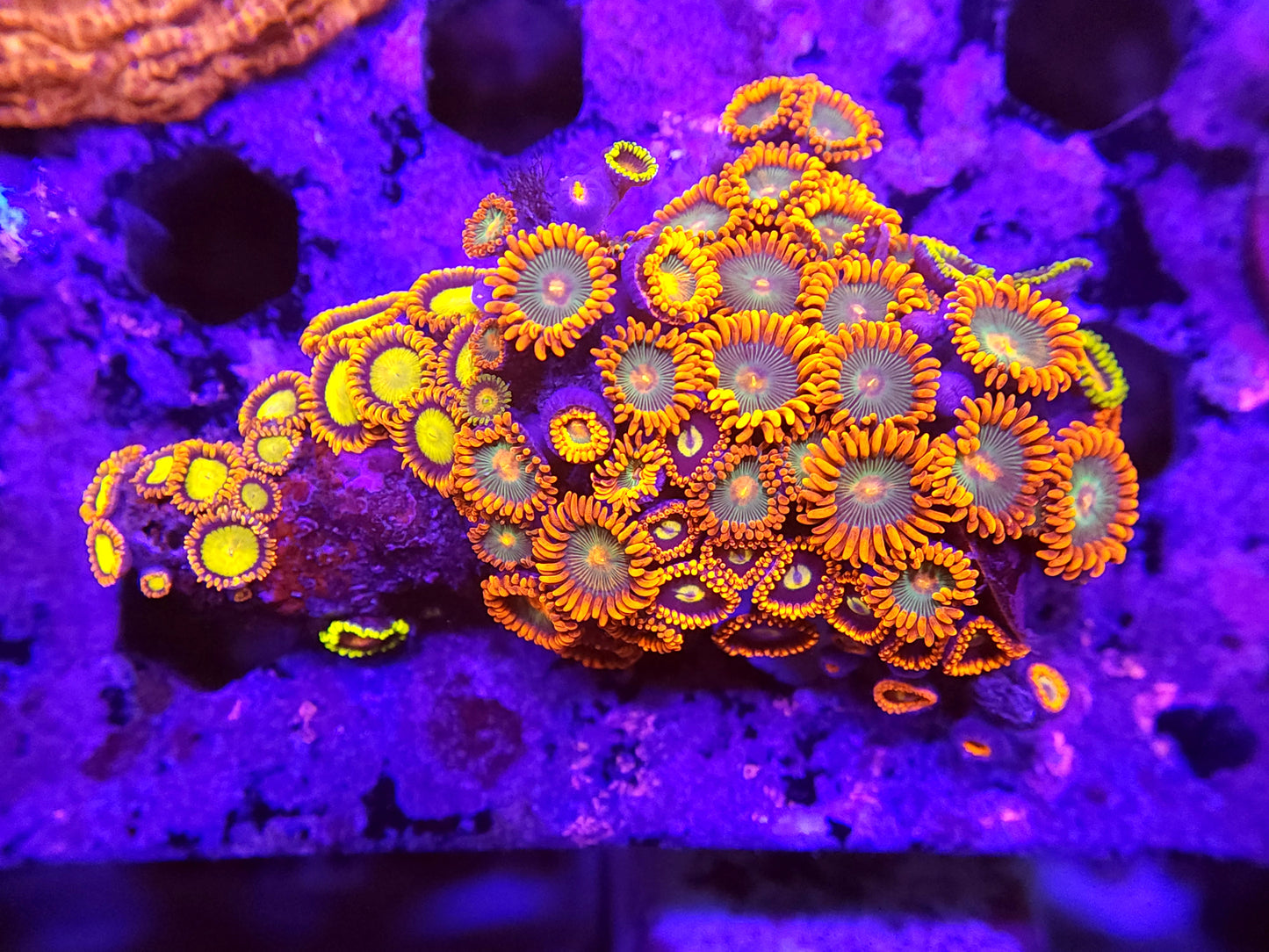 Crazy Bright Mix Zoa Rock