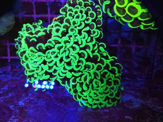 Large Lime Green Wall Hammer