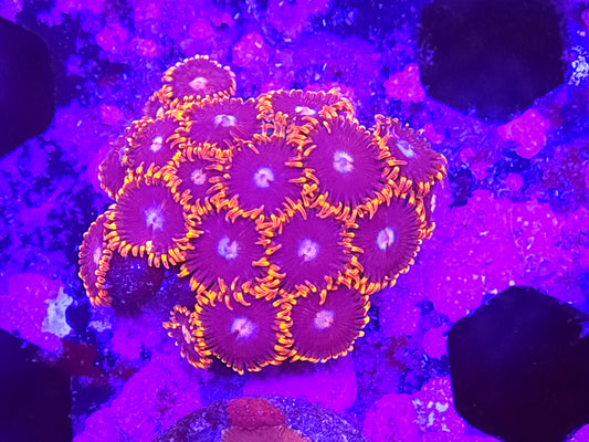 Fire and Ice Zoas