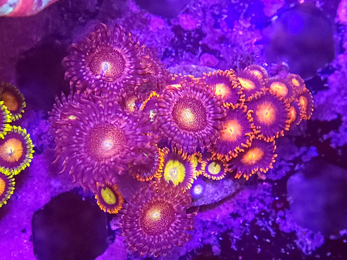 Ultra Mix Zoa Frag