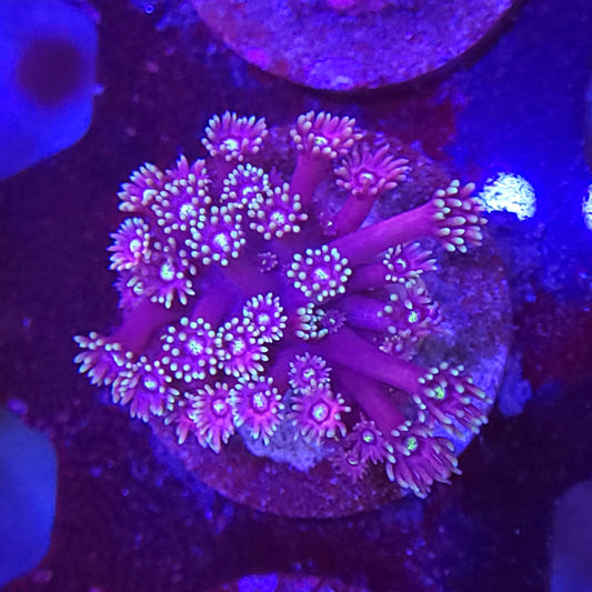 Pink and Purple Goniopora
