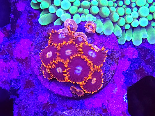 Fire and Ice Zoas