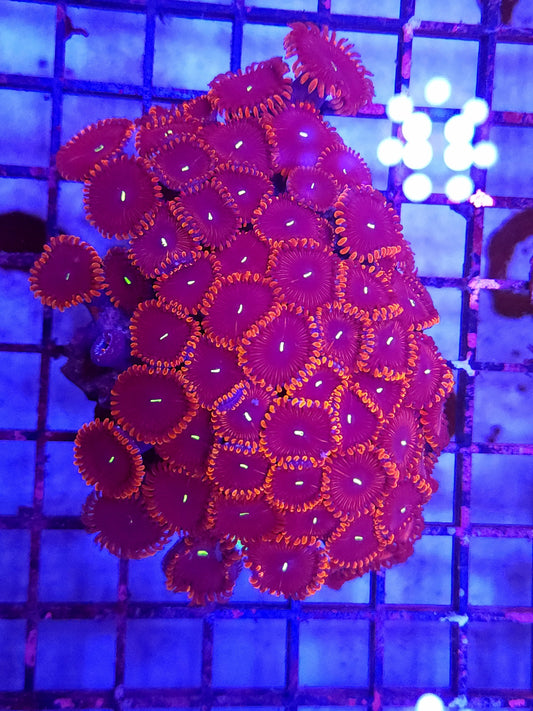 XL Red People Eater Paly Colony