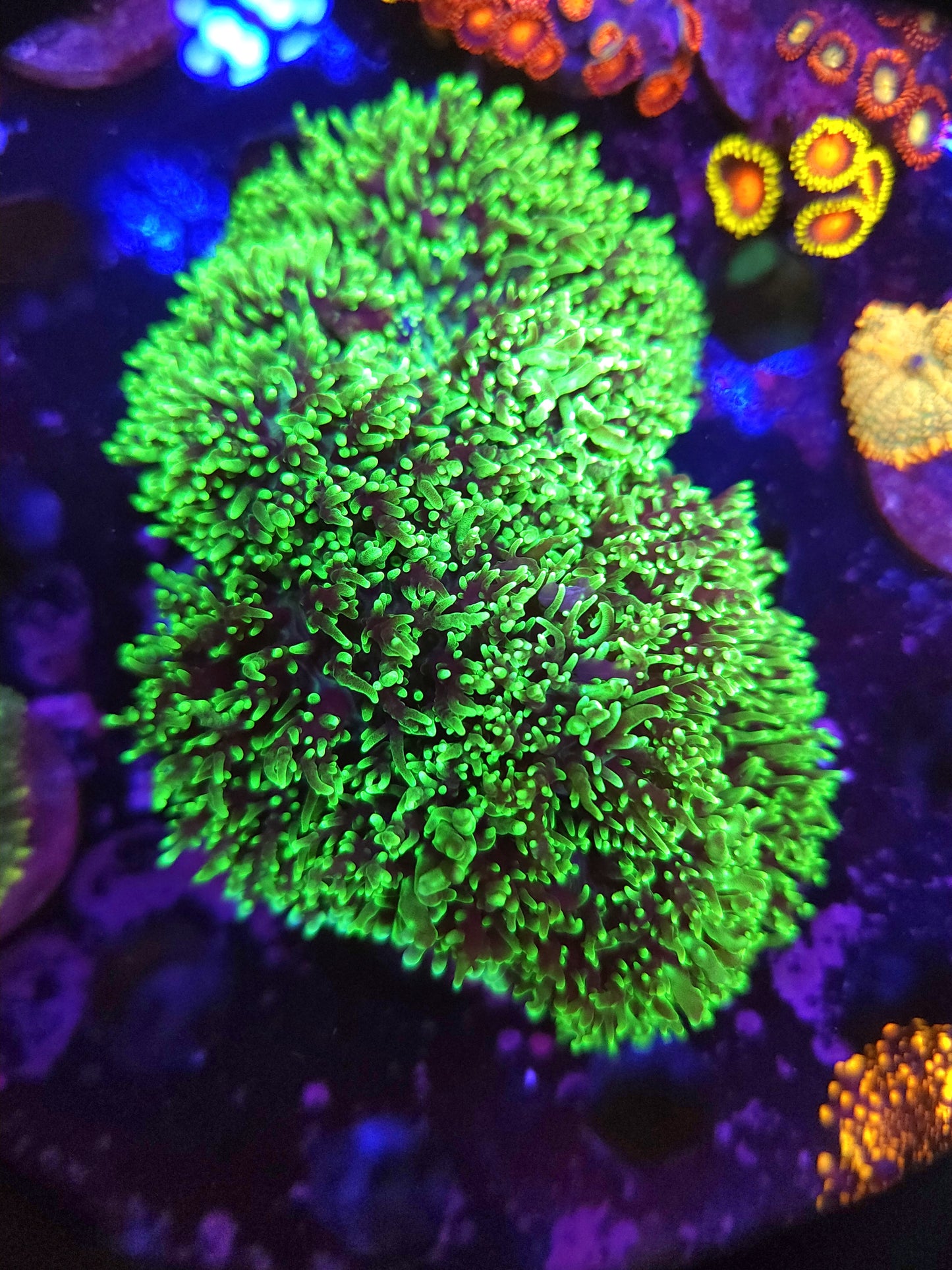 Crazy Neon Hairy Mushroom Colony Rock with Yellow Rock Flower Anemone (Video in pics)