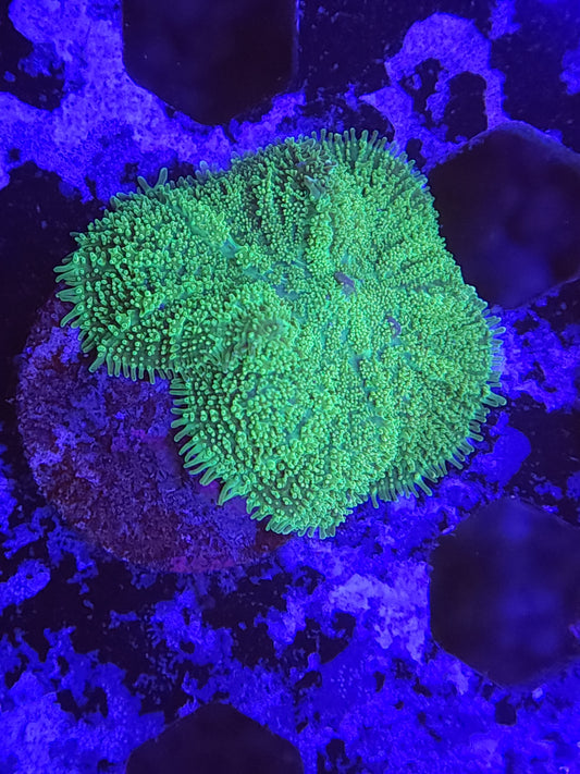 Neon Green Mushroom