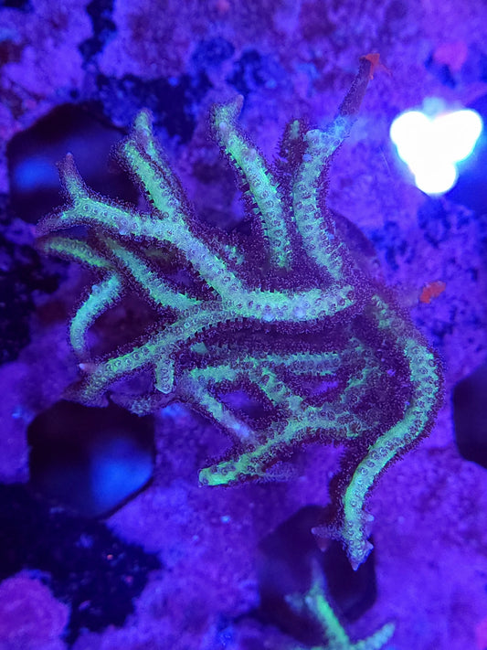 Neon Green Birdsnest Mini Colony