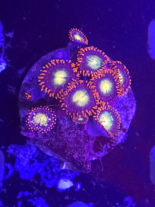 Red Rim Zoa Frag