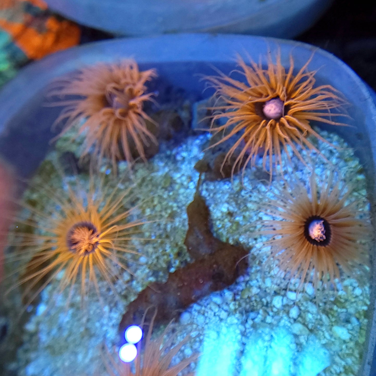 Neon Orange Tube Anemone