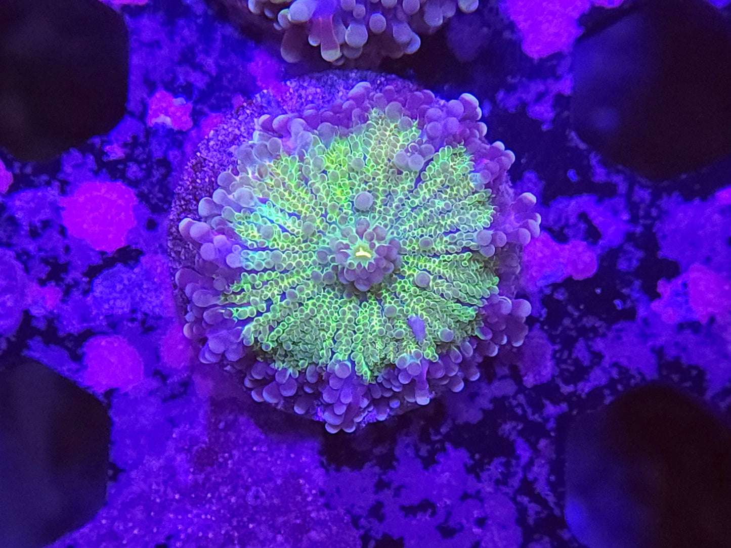 Purple Rim Green Yuma