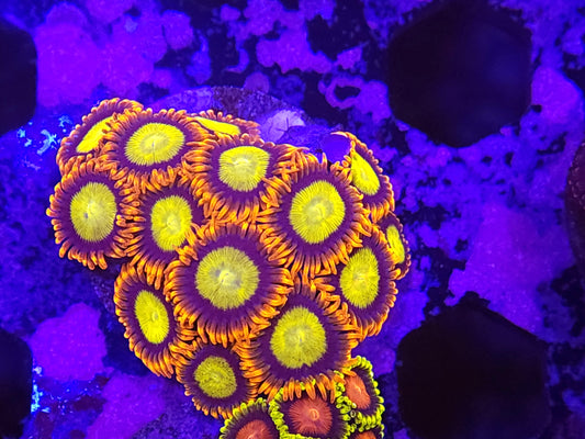 Tangerine Dream Zoas