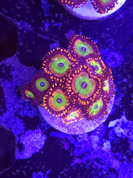 Candy Apple Red Zoas