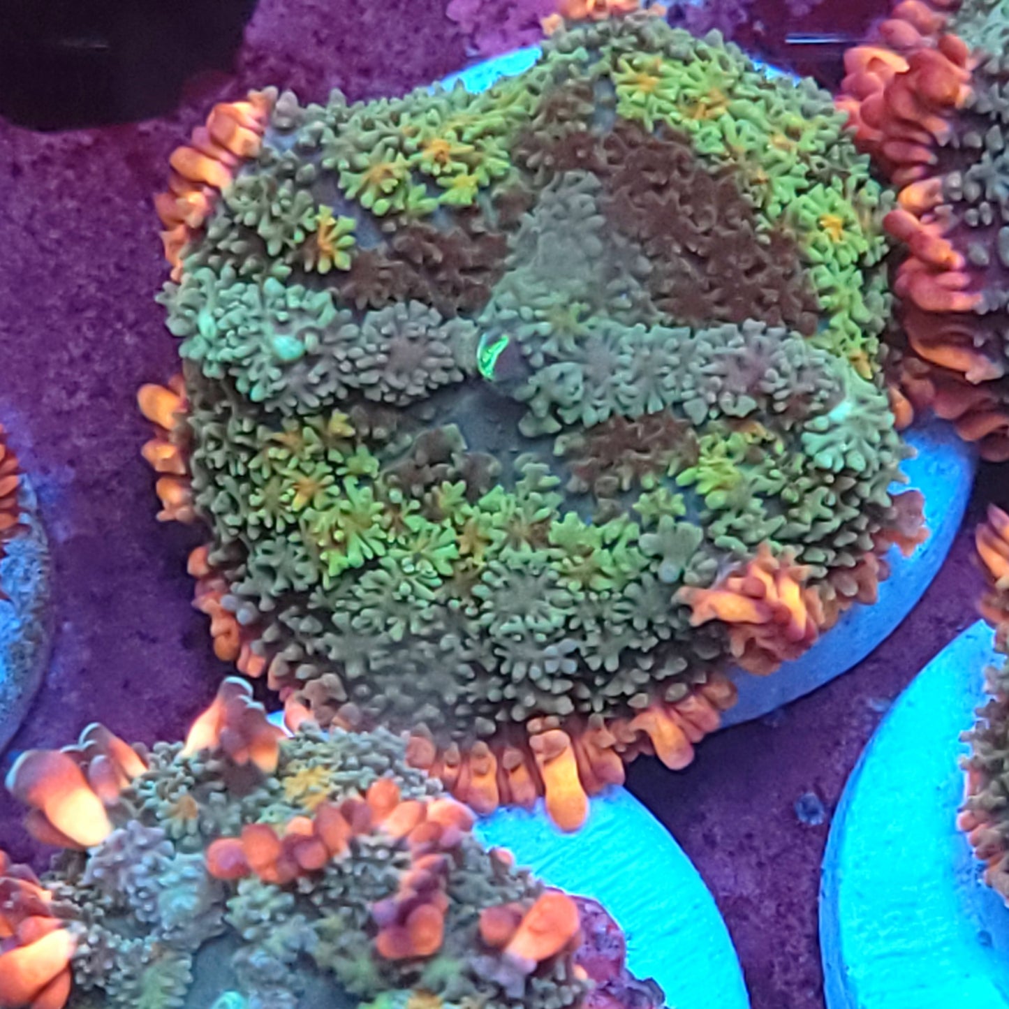 Rainbow Frank Mushroom