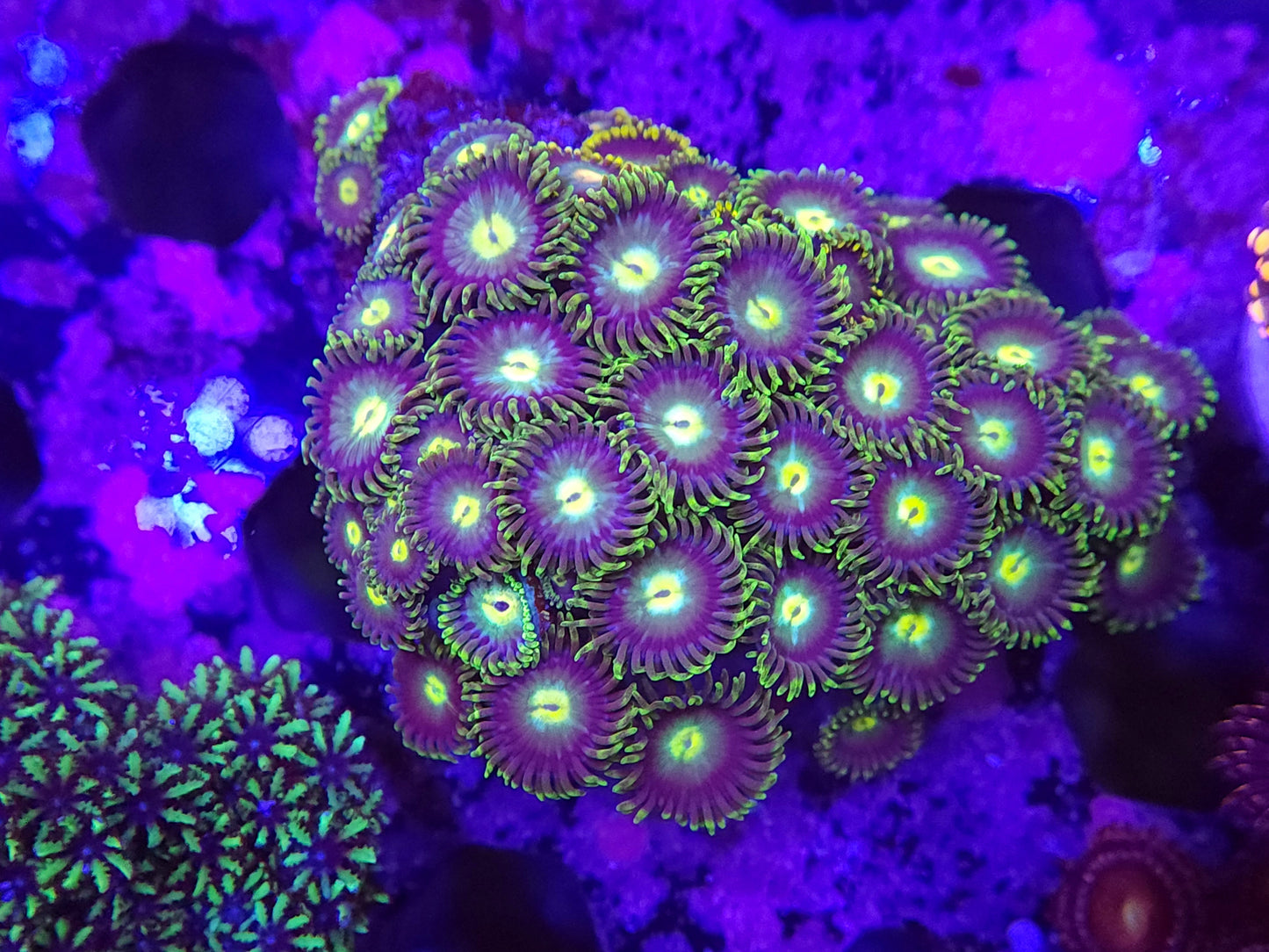 Blueberry Fields Zoa Mini Colony