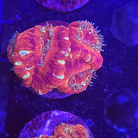 Tigers Blood Asian Acan