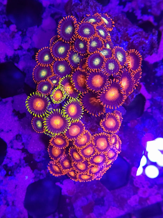 Ultra Mixed Zoa Mini Colony