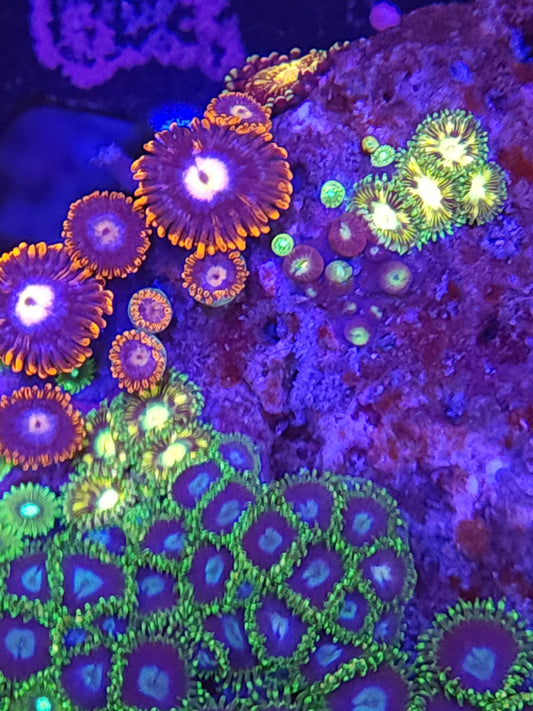 Crazy Mix Zoa Rock