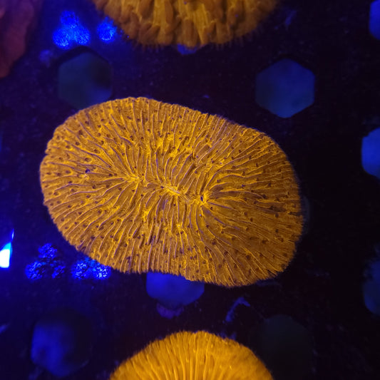 Orange Tounge Coral