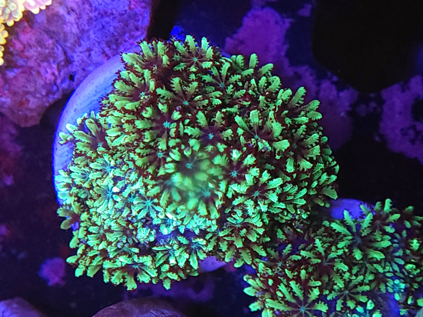Blue Green Sympodium