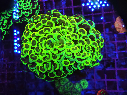 Toxic Green Wall Hammer