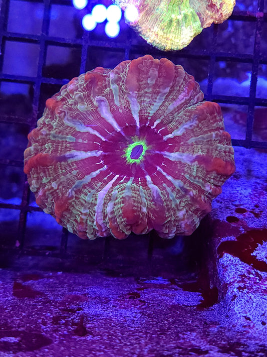Bicolor Indophyllia