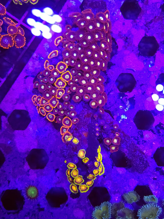 Ultra Mixed Zoa Mix Colony Rock