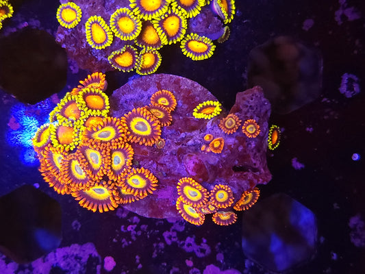 Bright Mix Zoas
