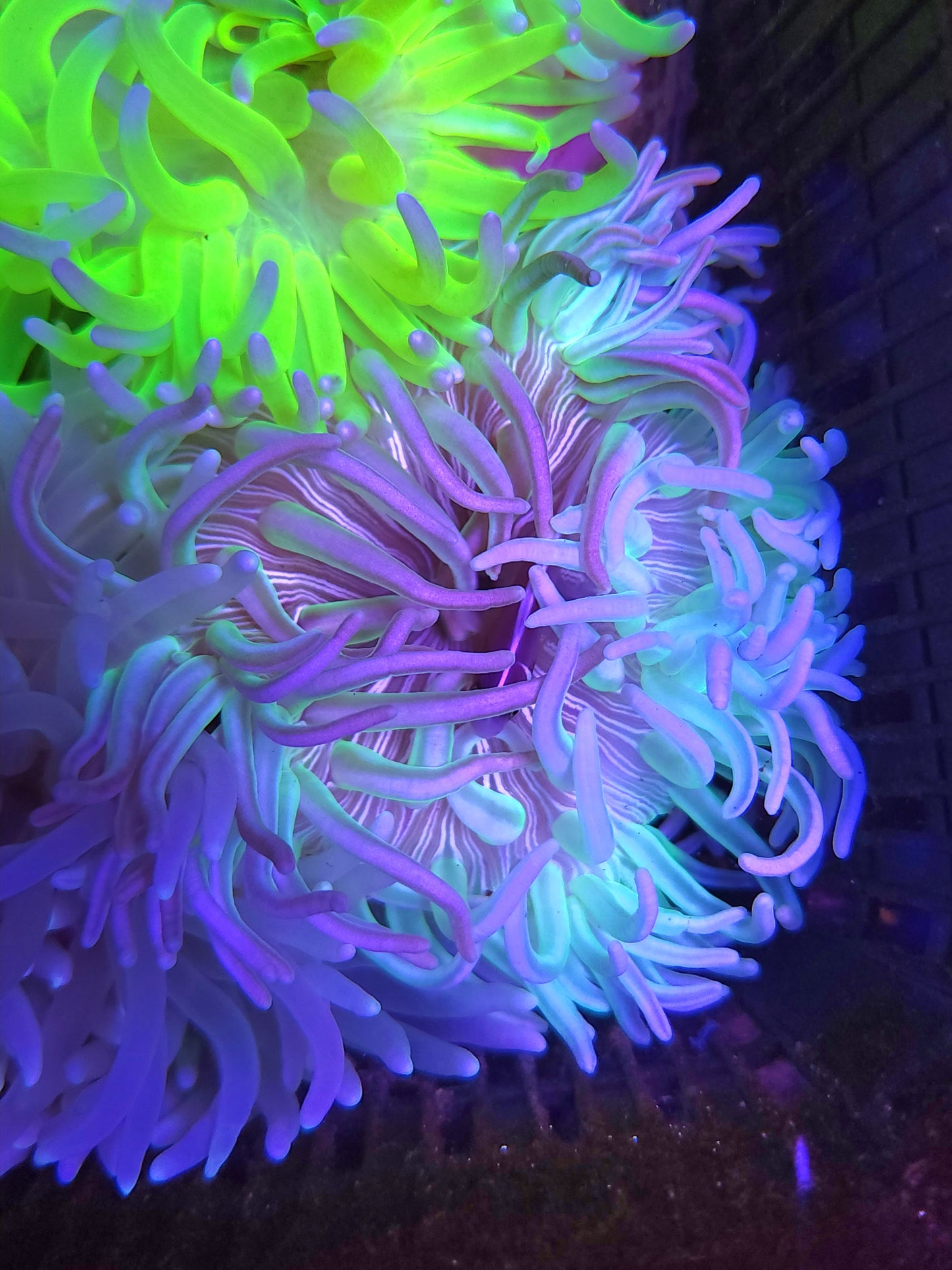 Green Convict Long Tenticle Anemone